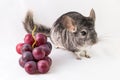 Chinchilla and grapes Royalty Free Stock Photo